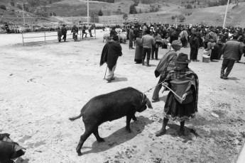 Compra venta de ganado,en la feria del cantón de Guamote.