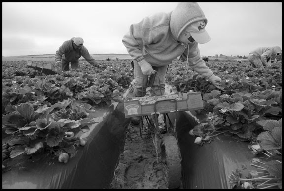 Immigrant Farm Workers Pick Strawberries In A Santa Maria Field Desinformémonos 
