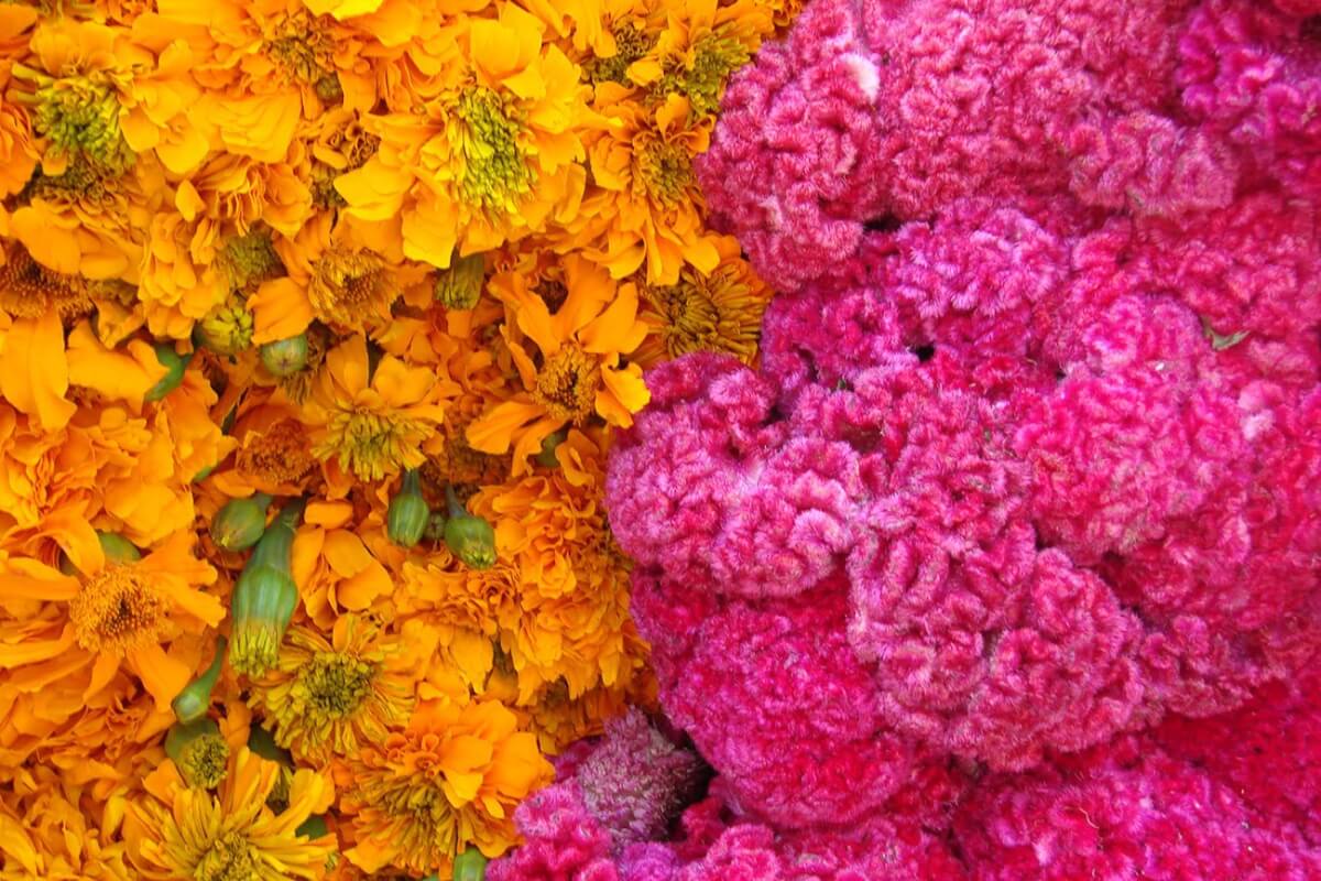 Cempasúchil, flor importada de China, India y Estados Unidos –  Desinformémonos