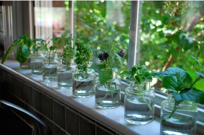 10 hierbas medicinales que puedes crecer en agua dentro de casa -  Desinformémonos