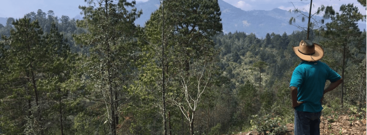 La semilla comunitaria para revivir los bosques de la Sierra de Zongolica