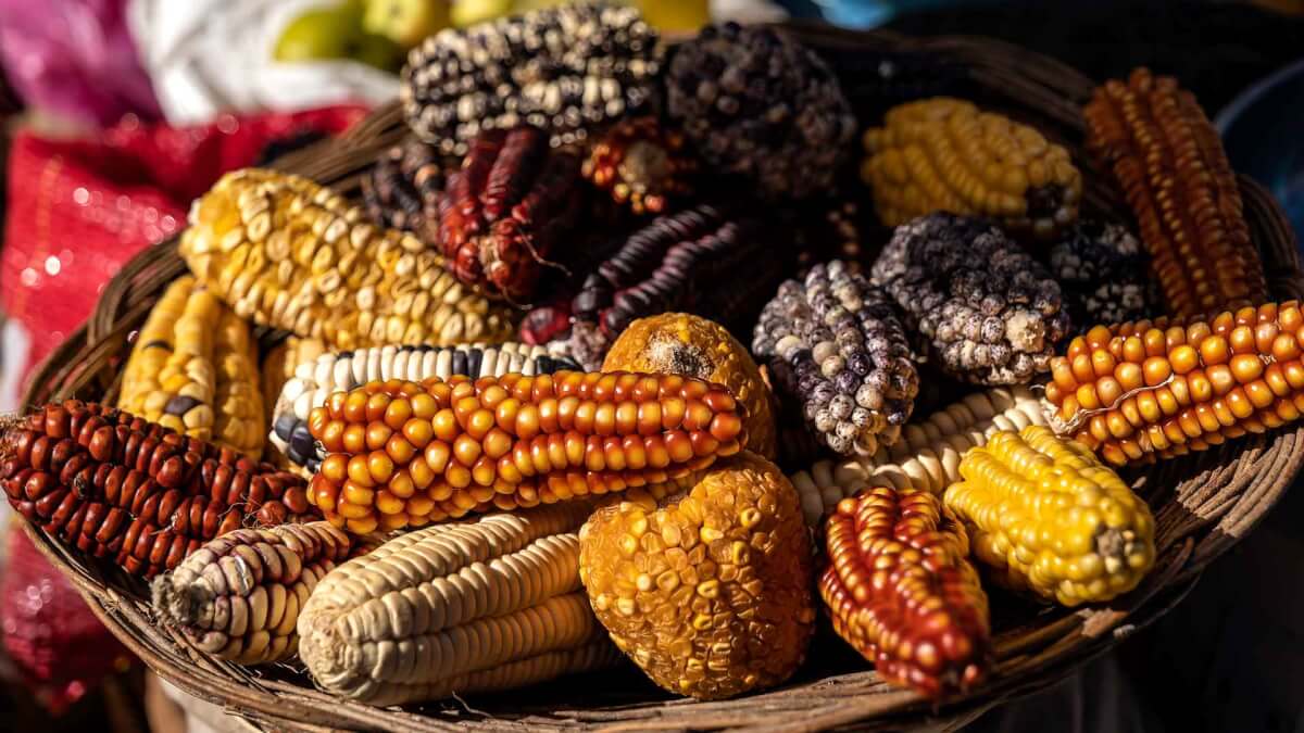 Origen del maíz es más antiguo y complicado de lo que te imaginabas –  Desinformémonos