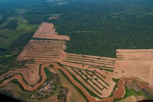 Bolivia Perdió Casi Ocho Millones De Hectáreas De Bosques Y Más De La ...